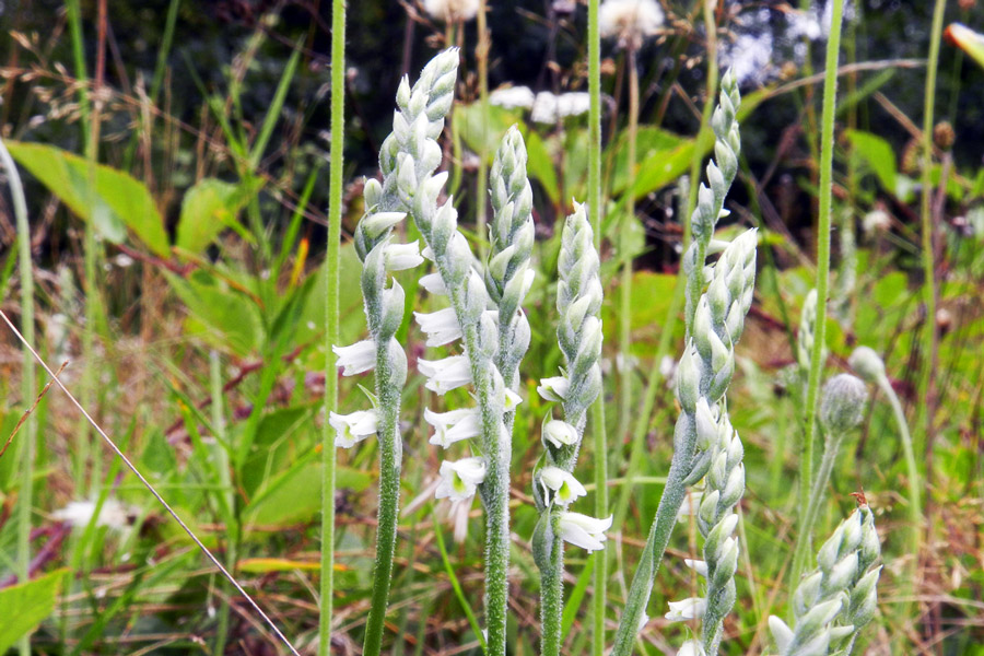Spiranthe - MARAIS-DE-CASSAN