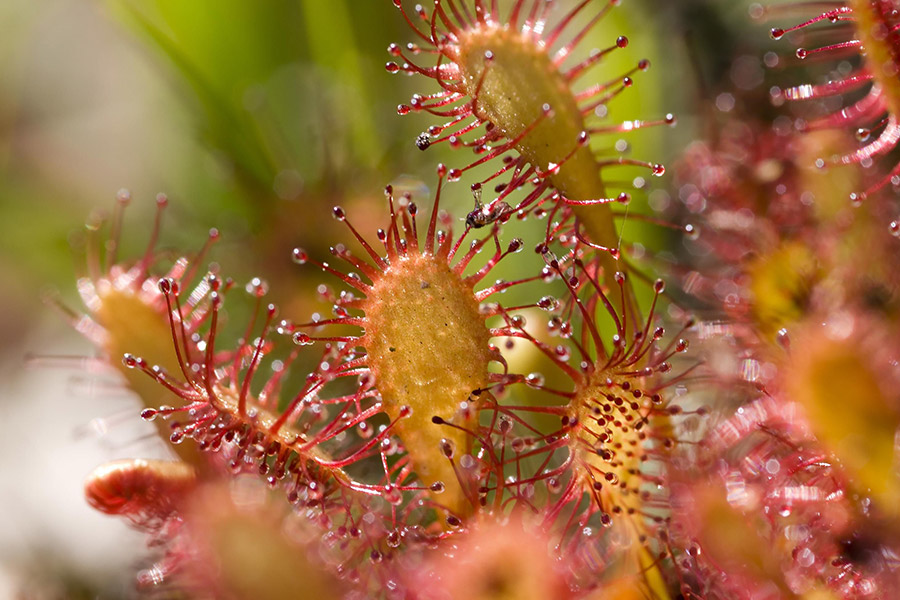 Droséra - MARAIS-DE-CASSAN