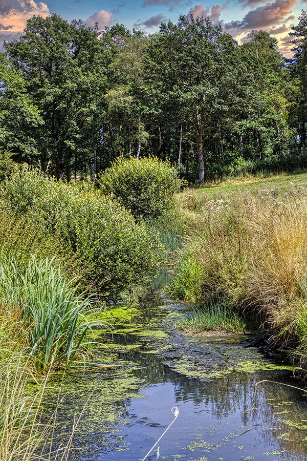 LIBELLULES ET DEMOISELLES AU MARAIS DU CASSAN – LACAPELLE VIESCAMP